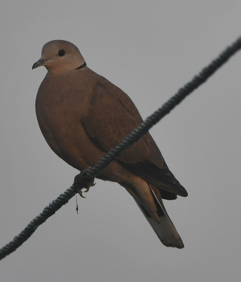 Red Collared-Dove - ML510234531