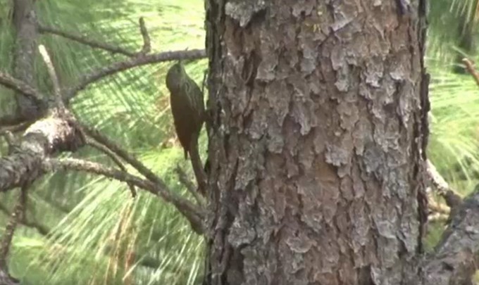 Spot-crowned Woodcreeper (Northern) - ML510237411