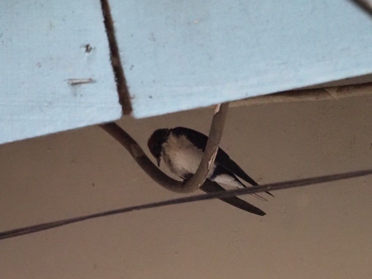Wire-tailed Swallow - ML510238421
