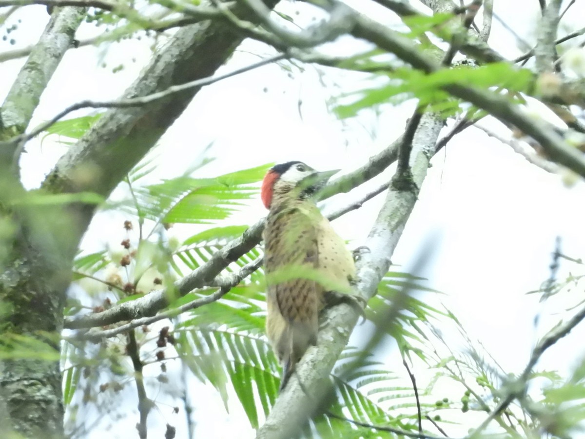 Spot-breasted Woodpecker - Sheryl Gracewski