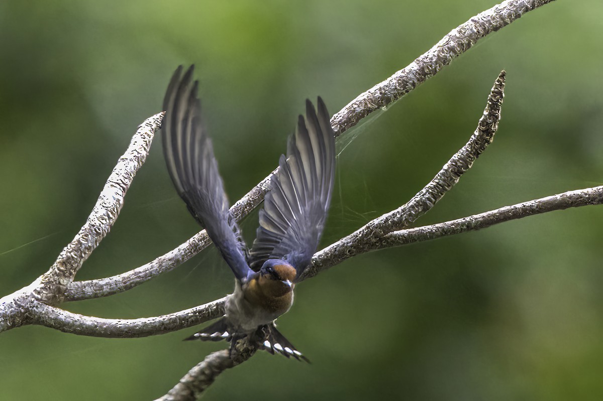 Pacific Swallow - ML510239351