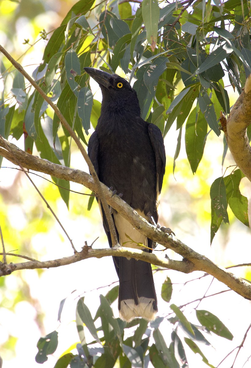 Pied Currawong - ML510239521