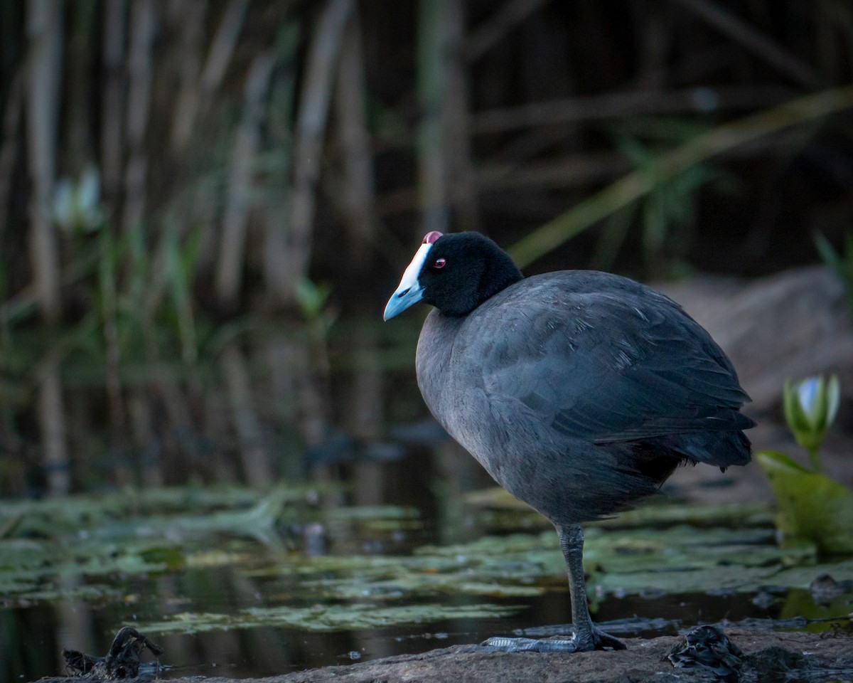 Red-knobbed Coot - ML510239631