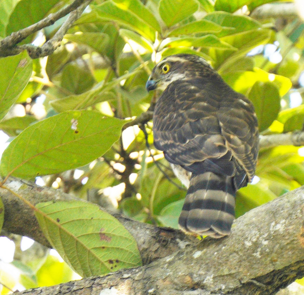 Eurasian Sparrowhawk - ML510239891
