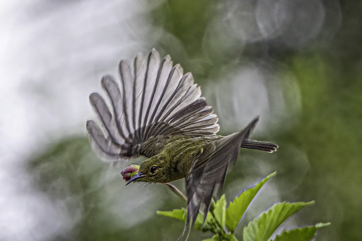 Ornate Sunbird - Ralf Weinand