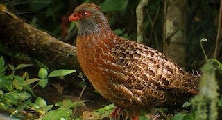  - Bearded Wood-Partridge