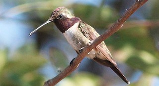  - Beautiful Hummingbird
