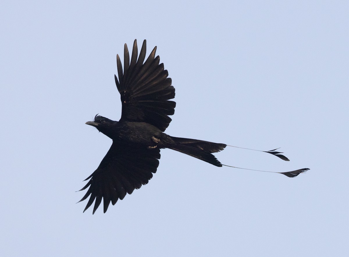 Greater Racket-tailed Drongo - ML510242021