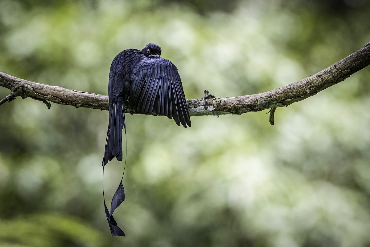 Greater Racket-tailed Drongo - ML510243921