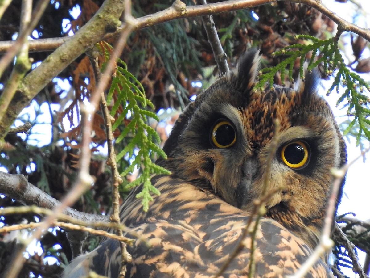 Short-eared Owl - ML510244011