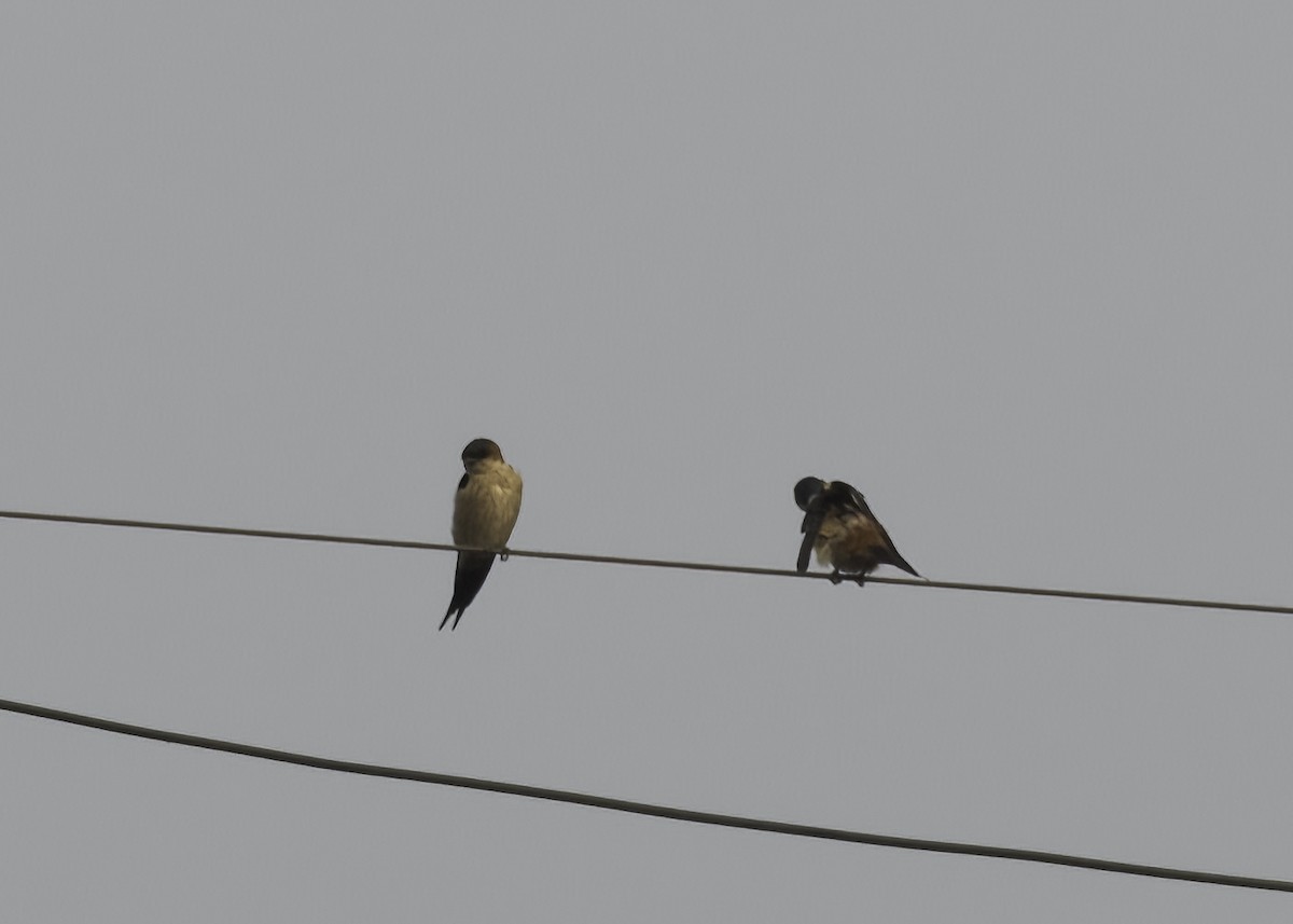 Red-rumped Swallow - ML510244181