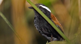  - Black-bellied Gnateater