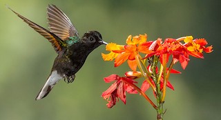  - Black-bellied Hummingbird