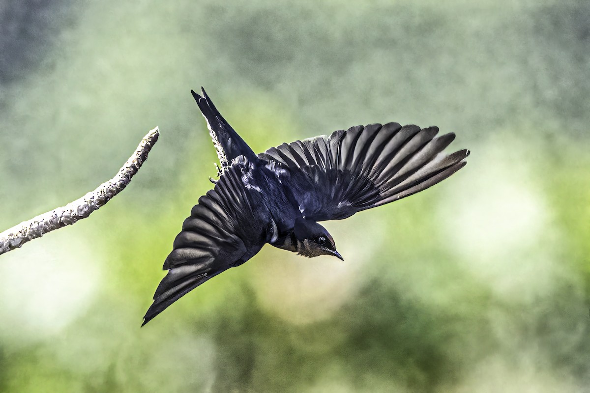 Pacific Swallow - ML510245941