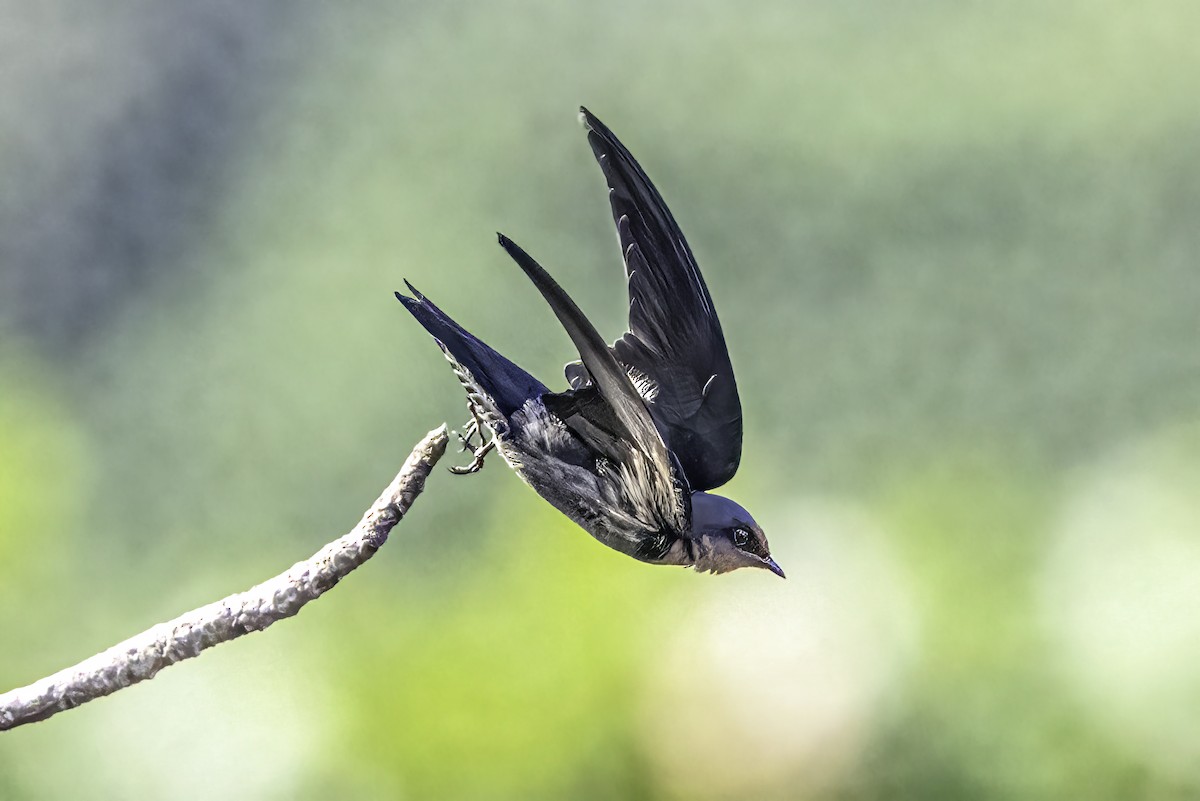Pacific Swallow - ML510245961