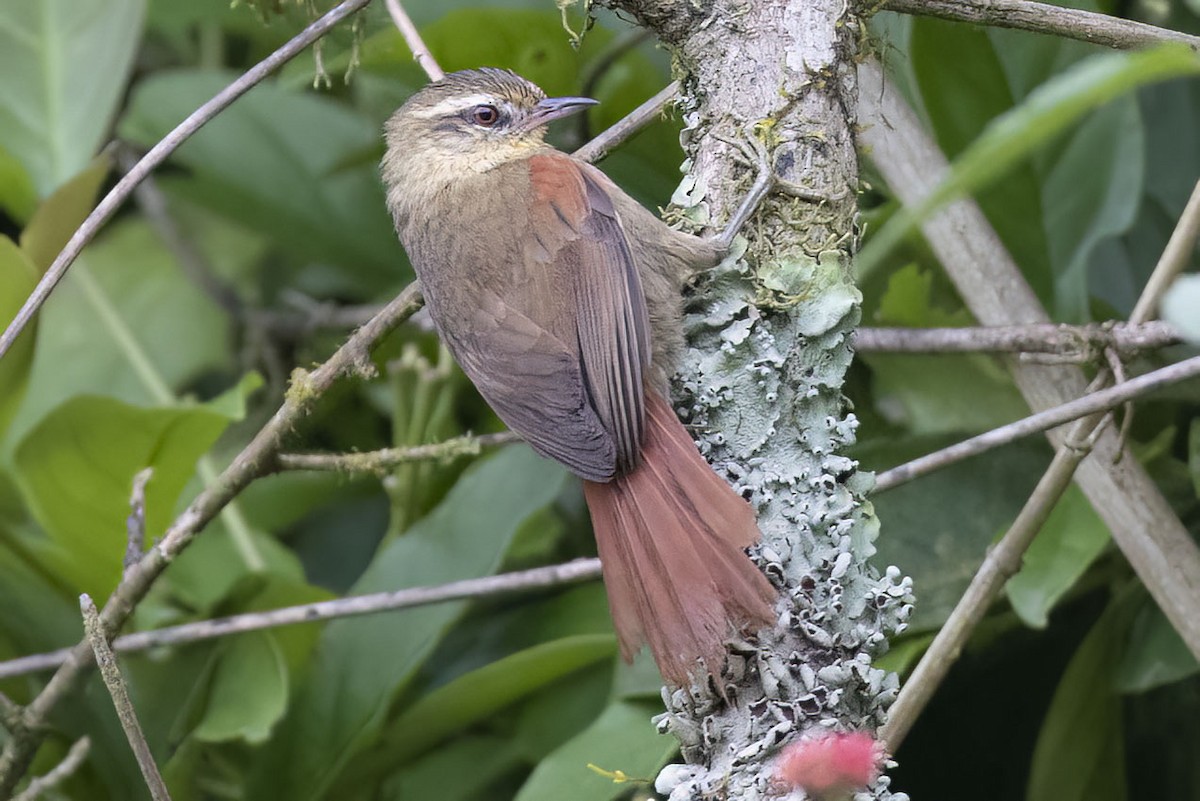 Olive Spinetail - ML510246631
