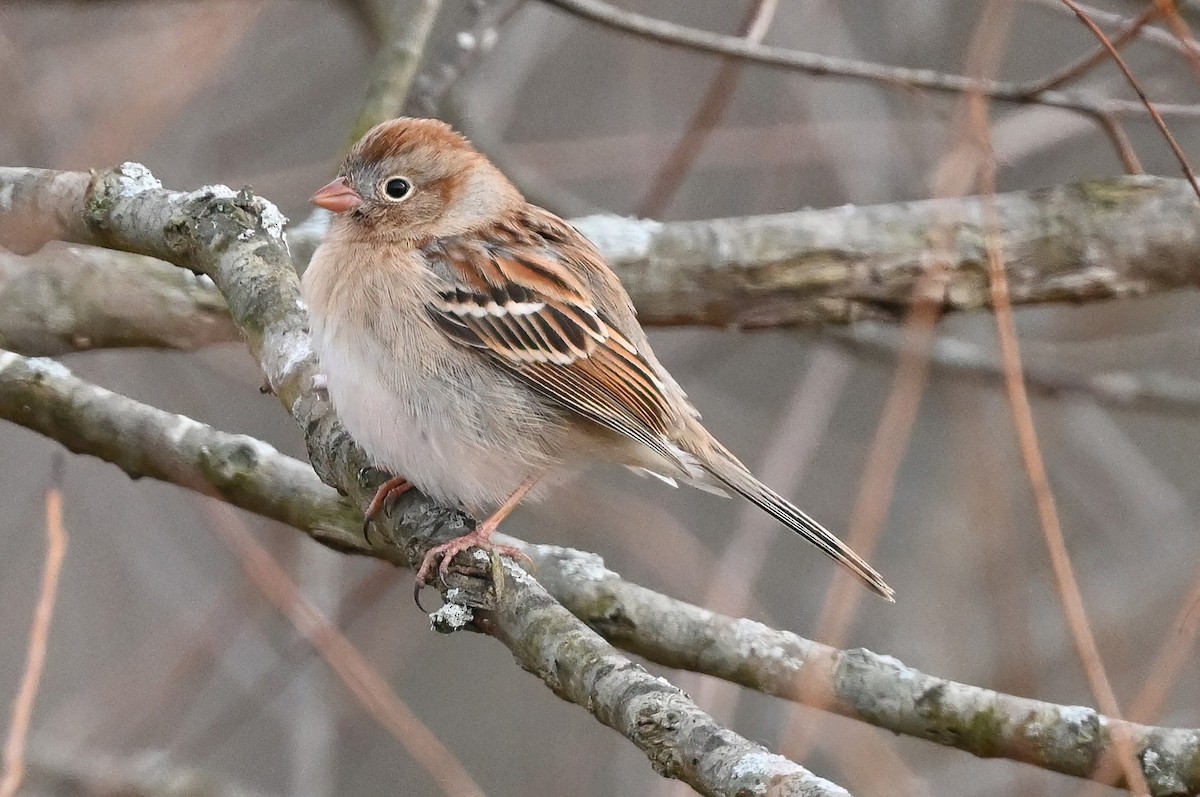 Field Sparrow - ML510248191