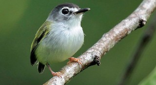  - Black-capped Pygmy-Tyrant