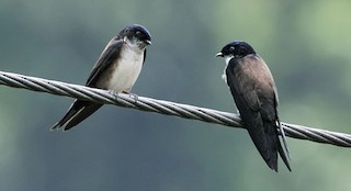  - Black-capped Swallow