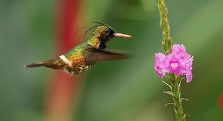  - Black-crested Coquette