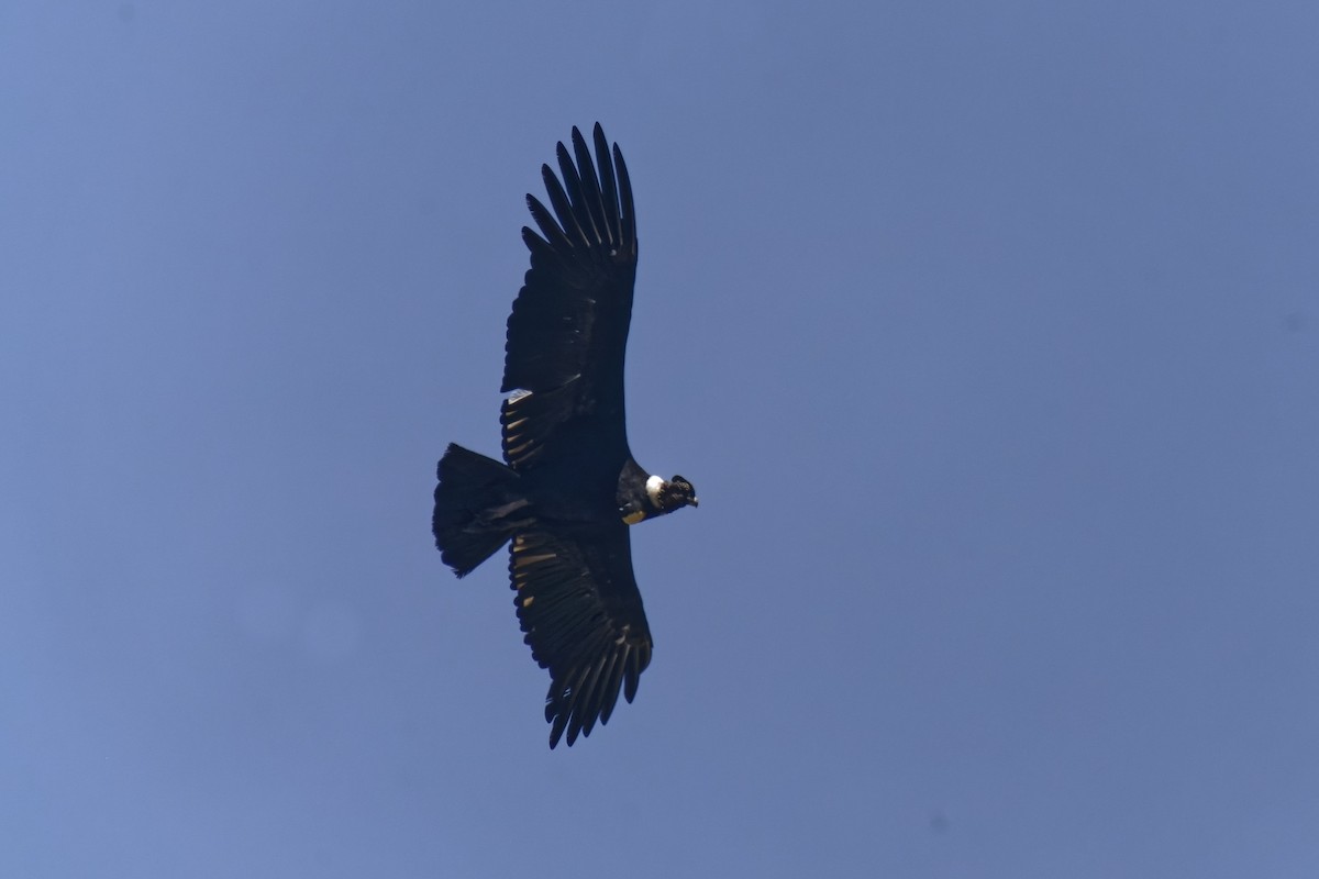 Andean Condor - ML510251671