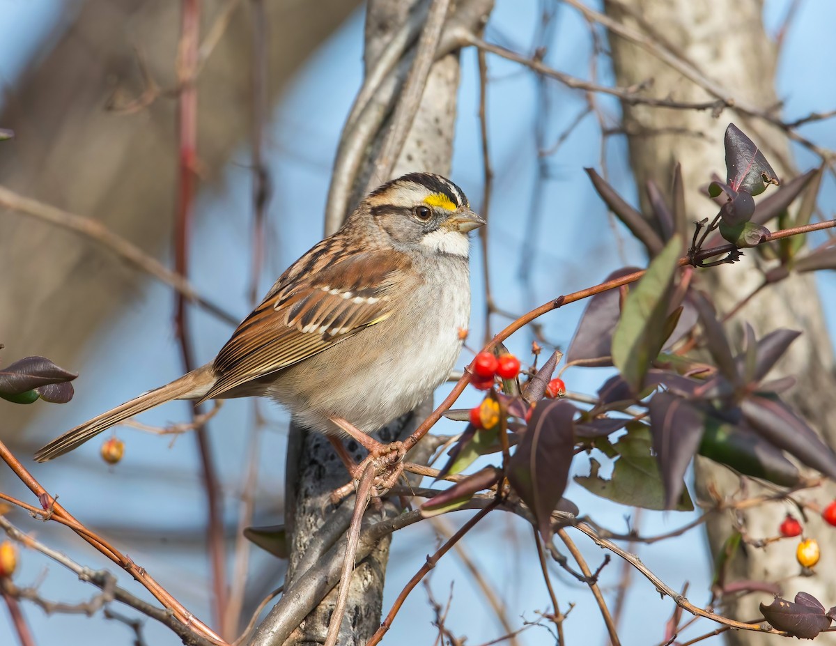 White-throated Sparrow - ML510251681