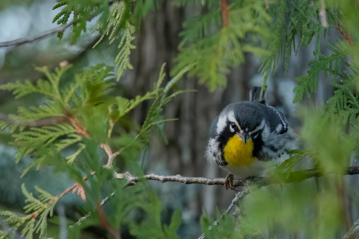 Yellow-throated Warbler - ML510251711