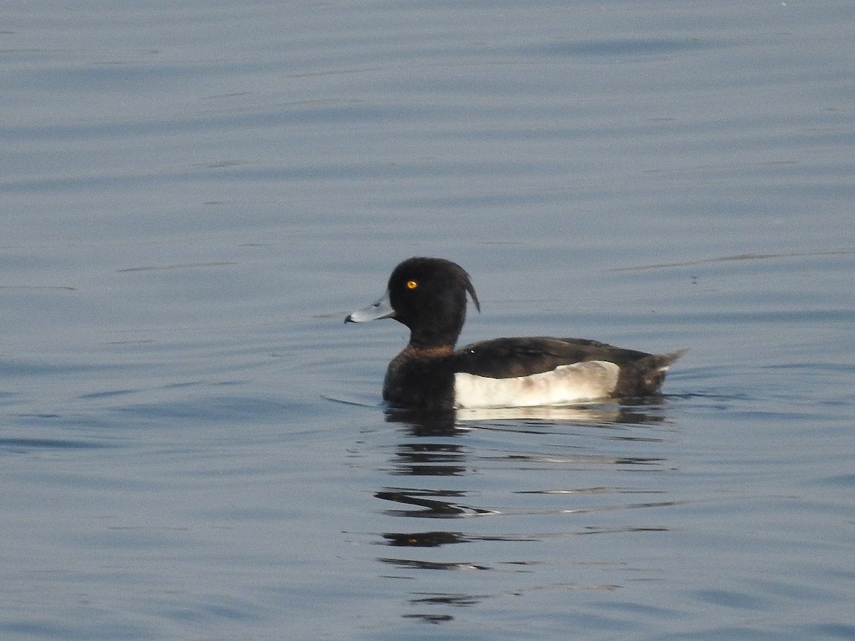 Tufted Duck - ML510255551