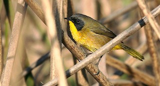  - Black-polled Yellowthroat