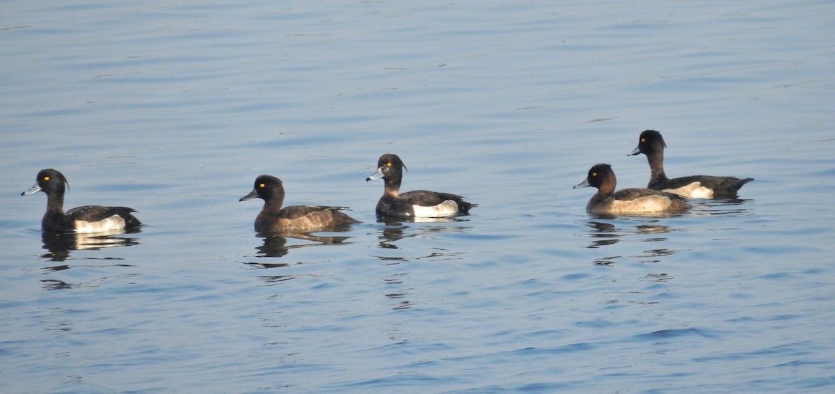 Tufted Duck - ML510263631
