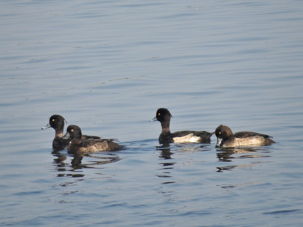 Tufted Duck - ML510263641