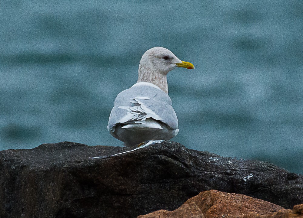 Iceland Gull (kumlieni) - ML510264521