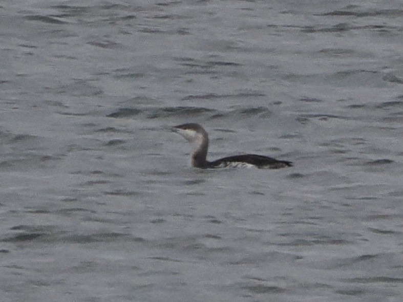 Red-throated Loon - ML510264911