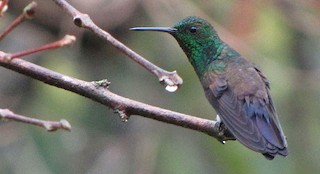  - Blue-tailed Hummingbird