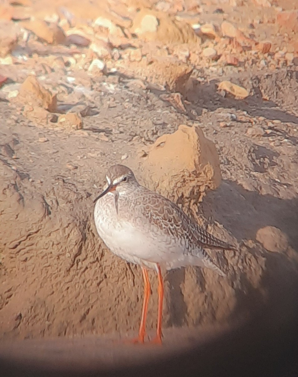 Spotted Redshank - ML510267841