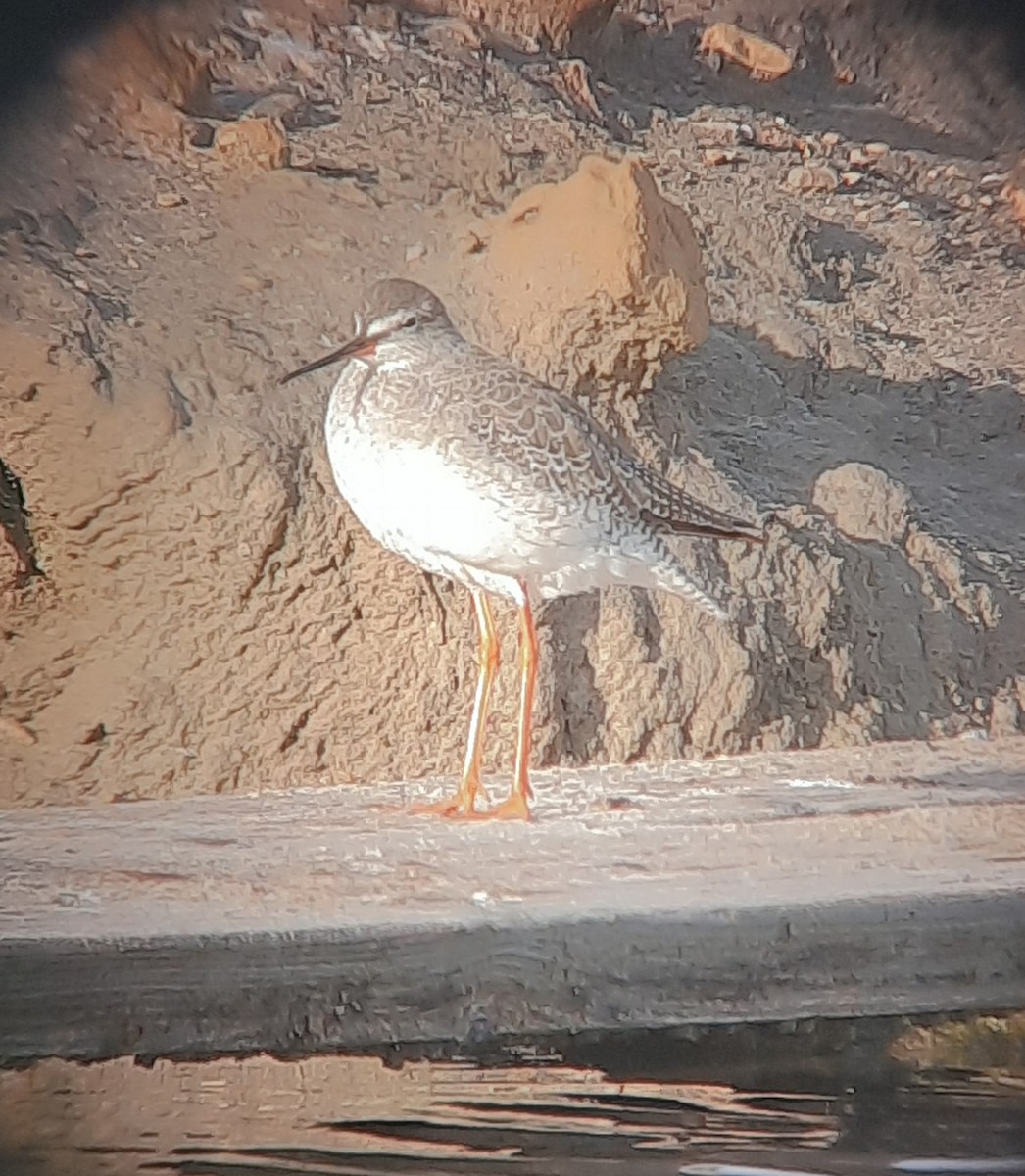 Spotted Redshank - ML510267851