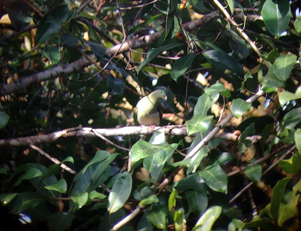 Thick-billed Green-Pigeon - ML510269201
