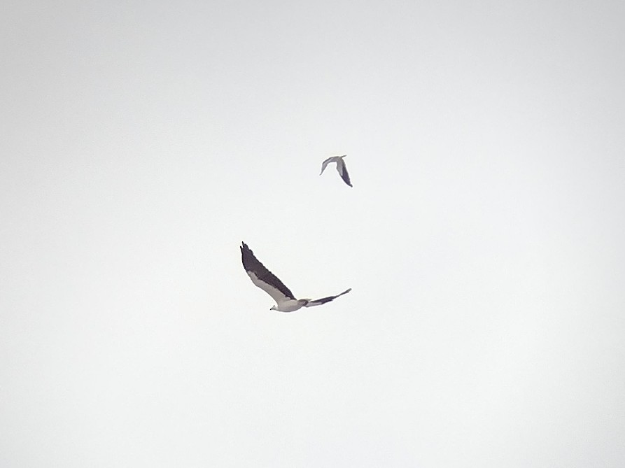 Black-winged Kite - ML510269471