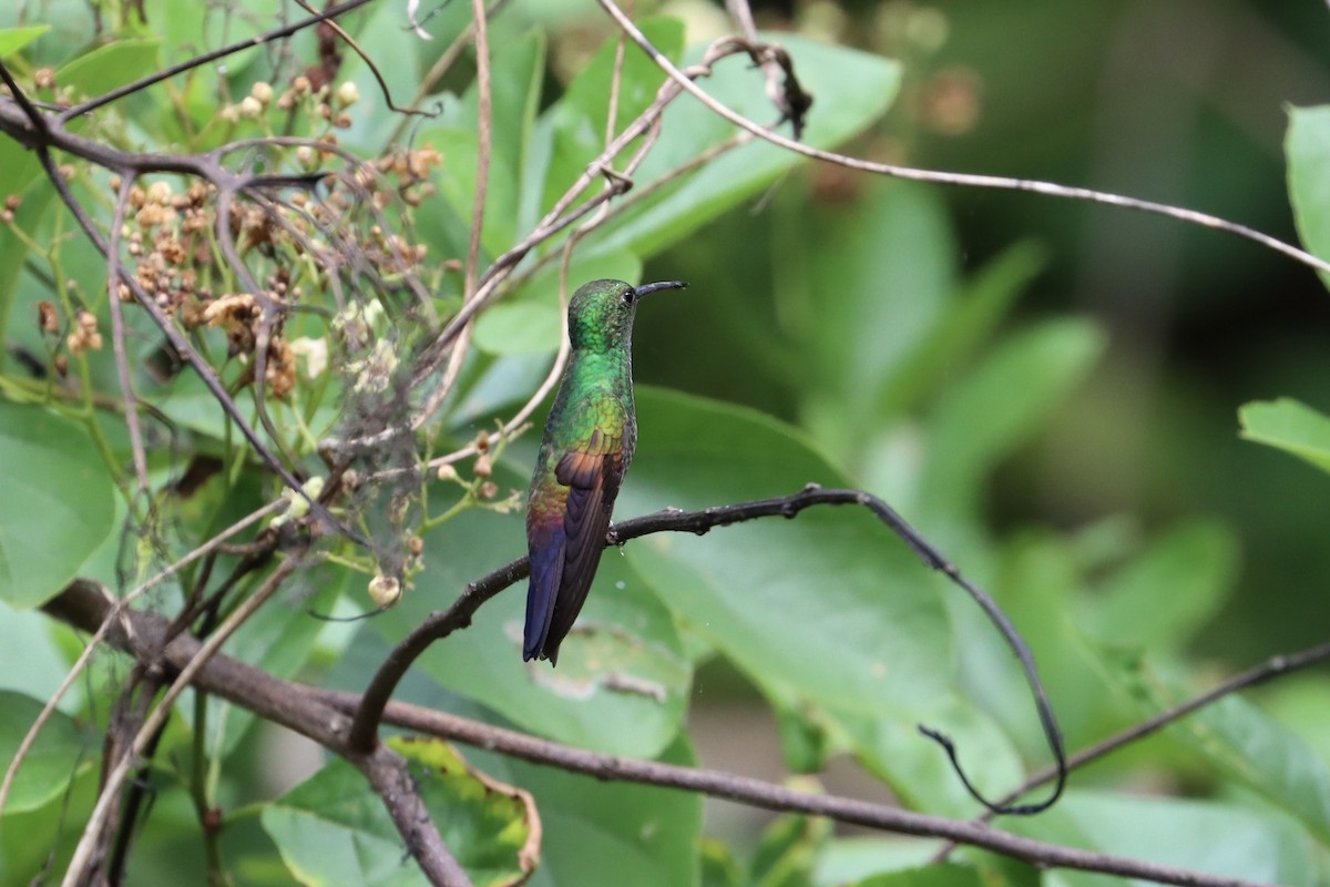 Blue-tailed Hummingbird - ML510269681