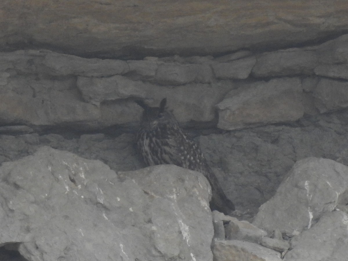 Eurasian Eagle-Owl - ML510270481
