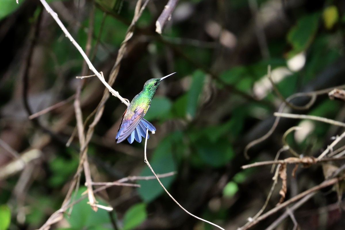 Blue-tailed Hummingbird - ML510270831