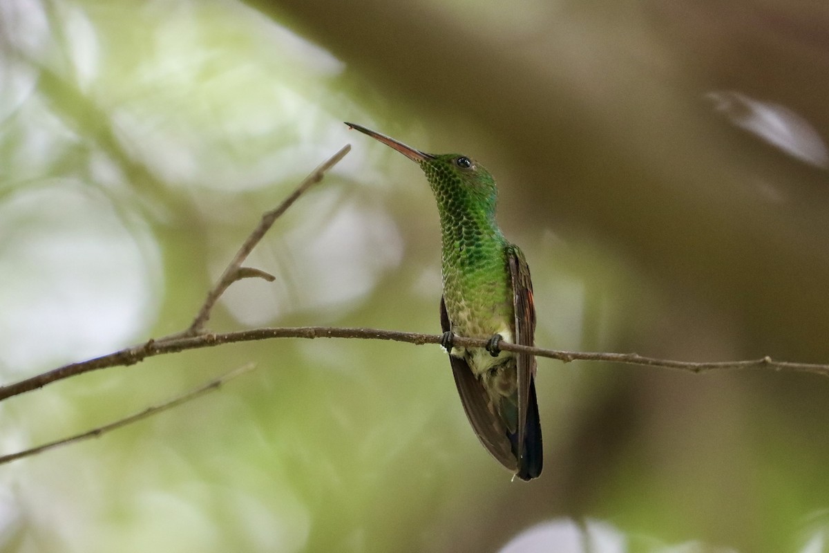Blue-tailed Hummingbird - ML510271431