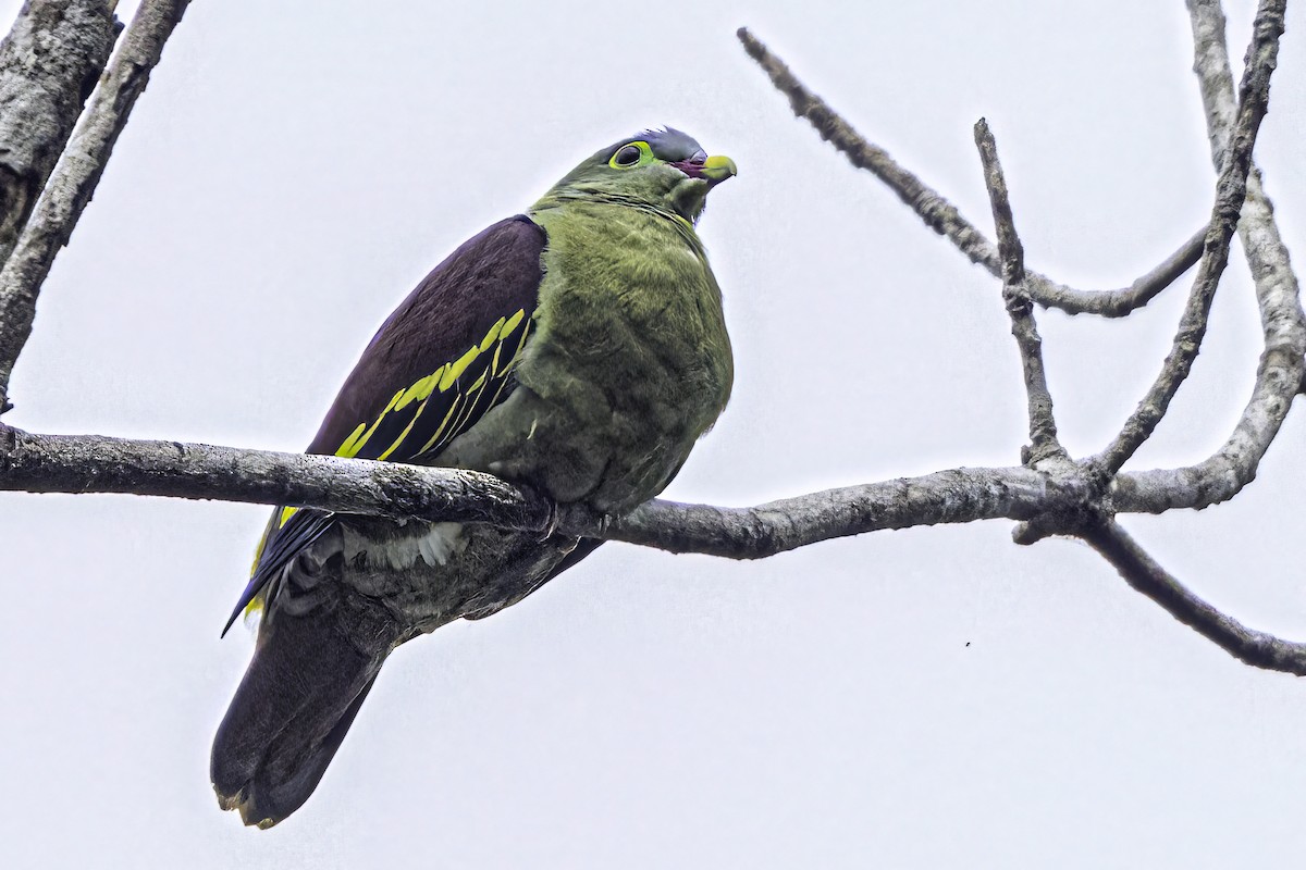 Thick-billed Green-Pigeon - ML510272001