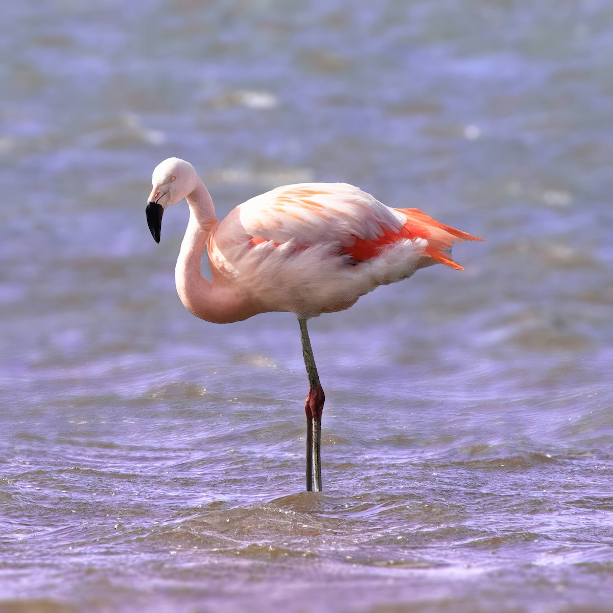 Chilean Flamingo - ML510273711