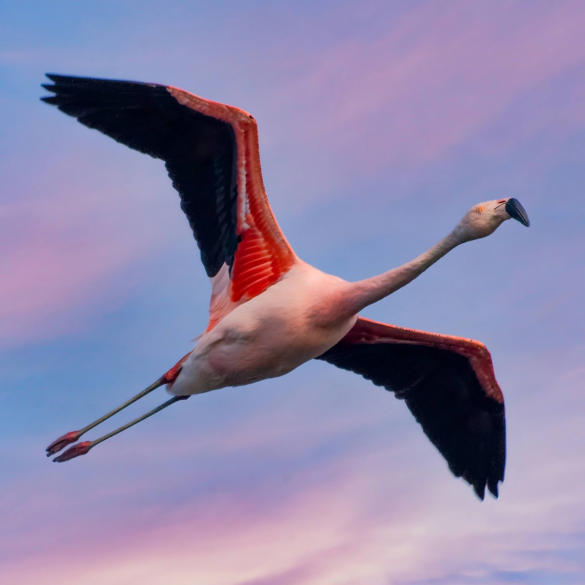 Chilean Flamingo - ML510273721