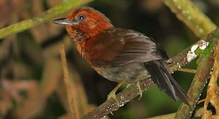  - Chestnut-throated Spinetail