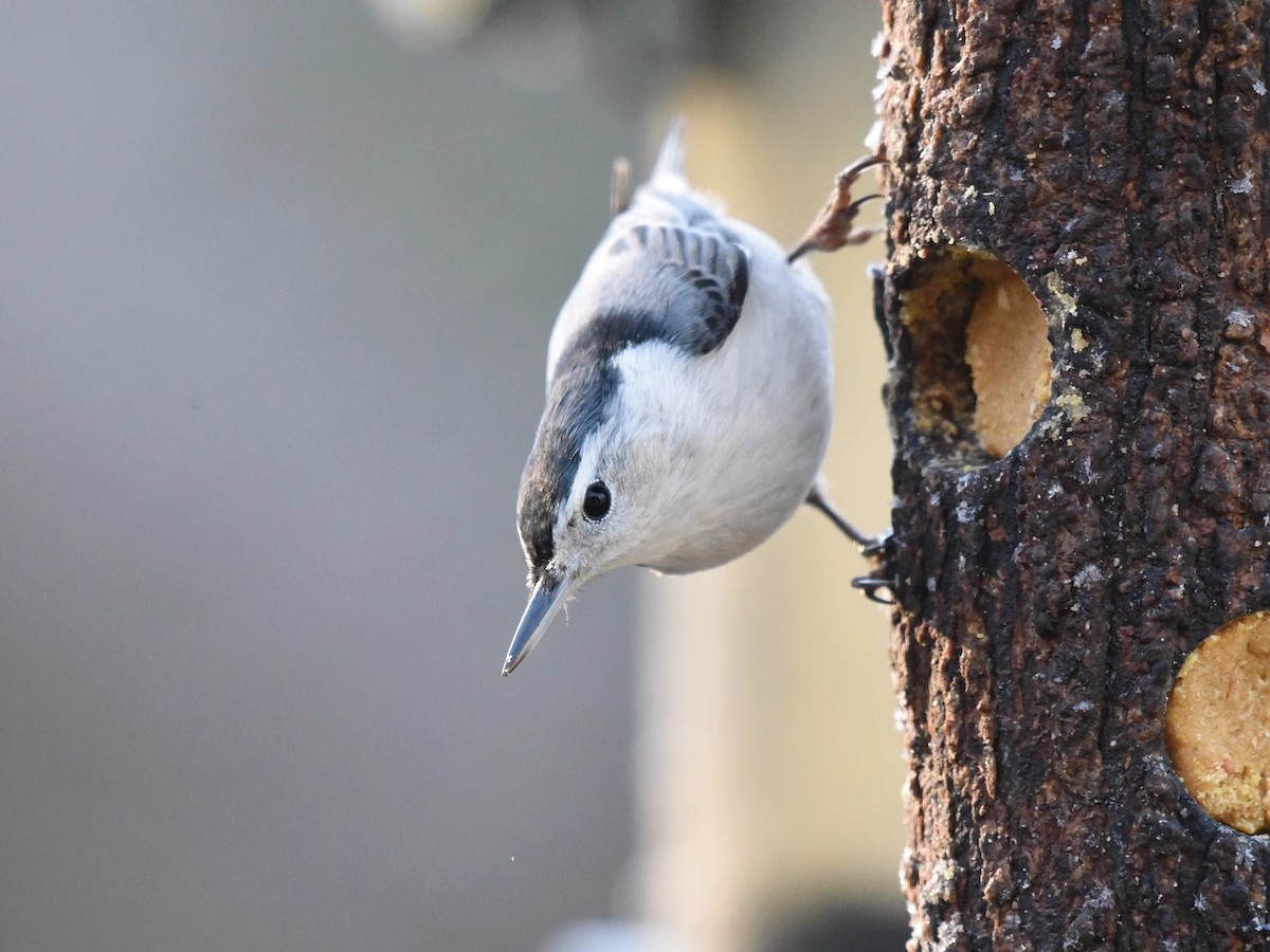 White-breasted Nuthatch - ML510284251