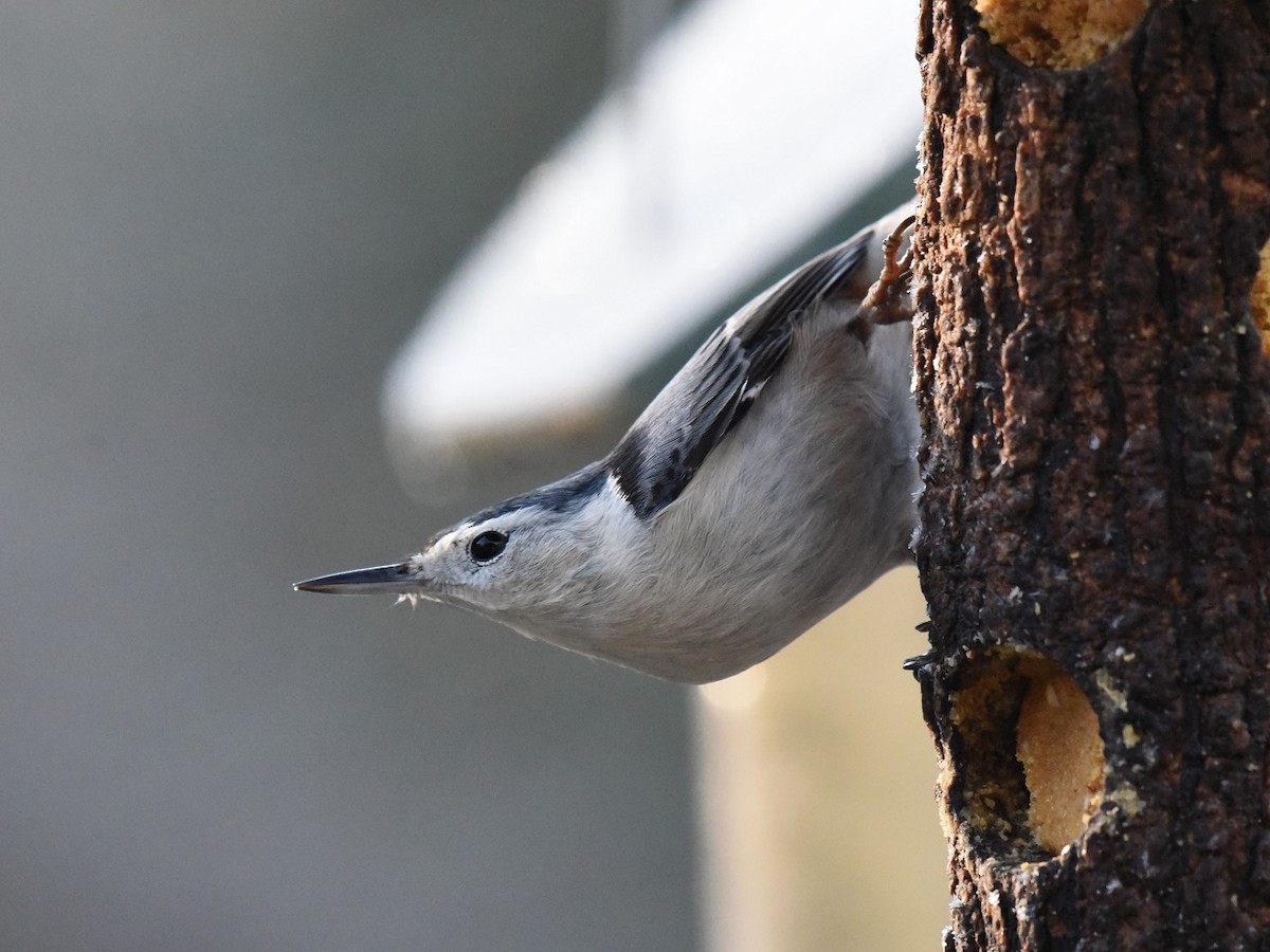 White-breasted Nuthatch - ML510284261