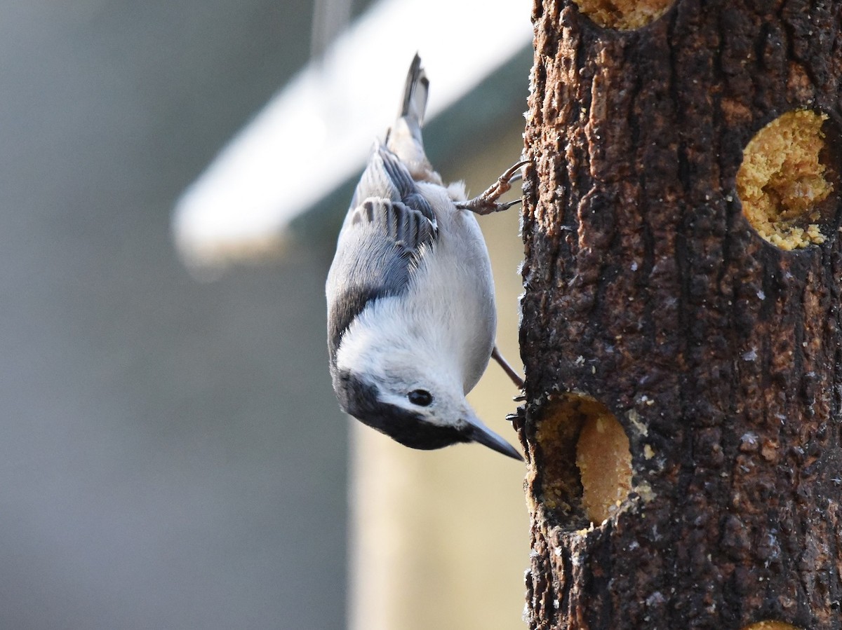 White-breasted Nuthatch - ML510284281