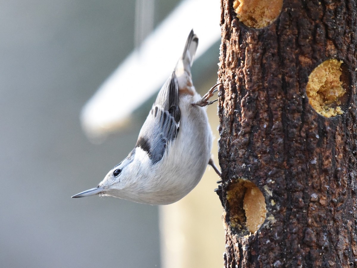 White-breasted Nuthatch - ML510284331